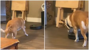 Dog Turns Off Roomba