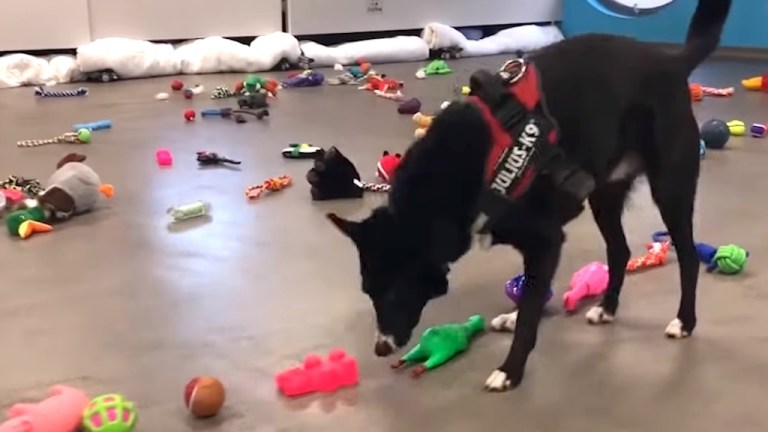 Dogs Picking Their Own Christmas Presents