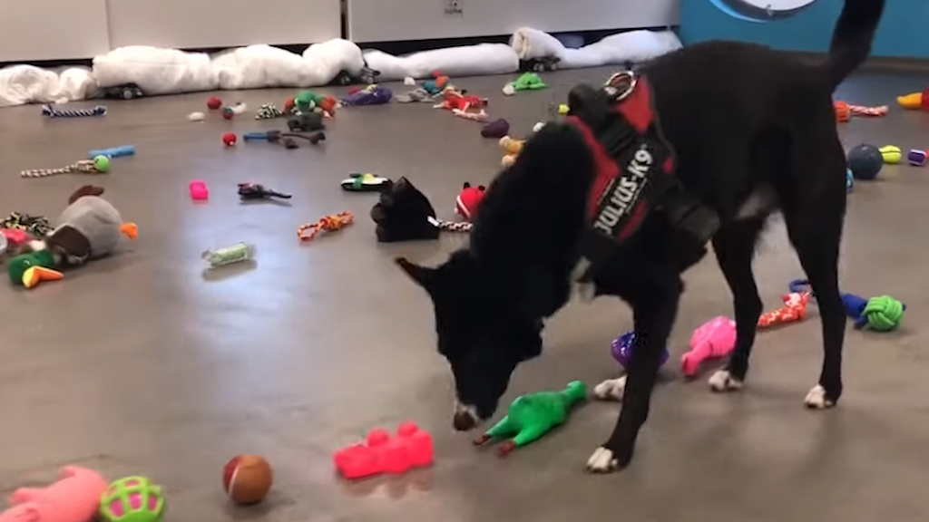 Dogs Picking their Own Santa Paws Present