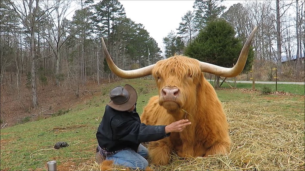 Grooming Highland Cow