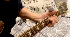 Guitarist Bird on Hand