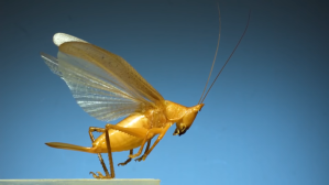 Insects in flight 11 incredible species in Slow Motion