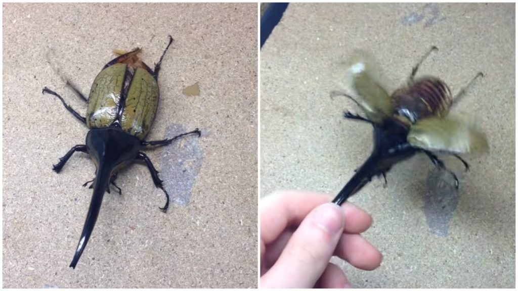 Largest Beetle in World Helicopter