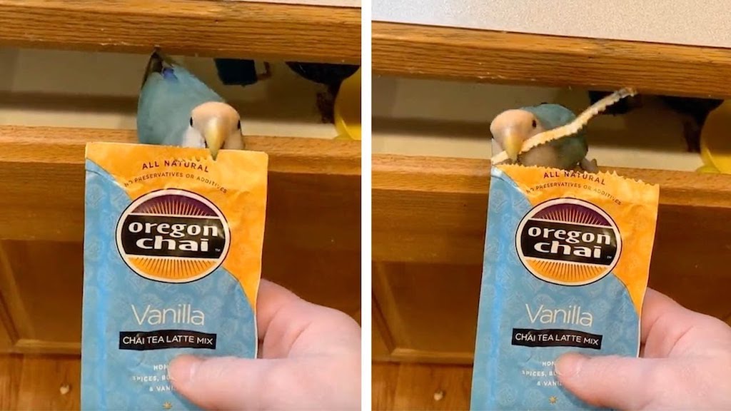 Parrot-Opens-Tea-Packet.jpg