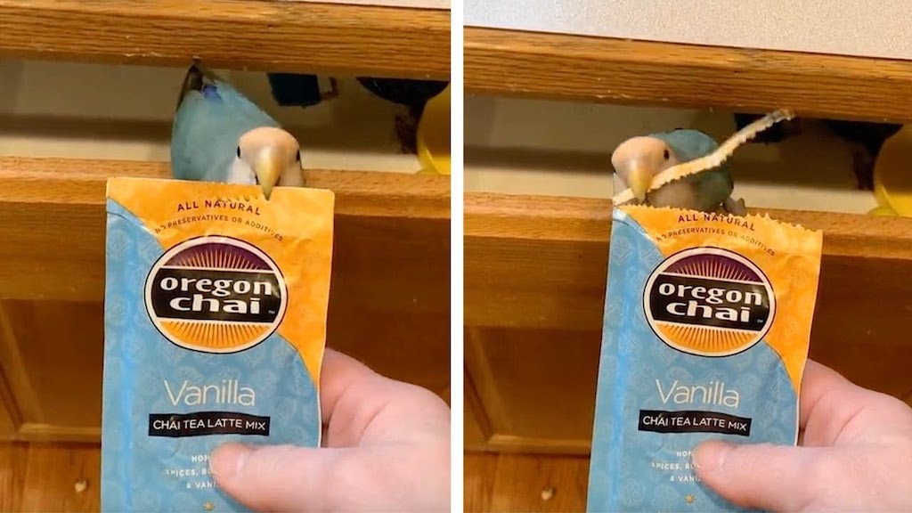 Parrot Opens Tea Packet