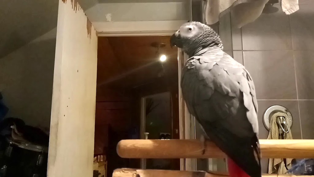 Pepe the Beatboxing Bird