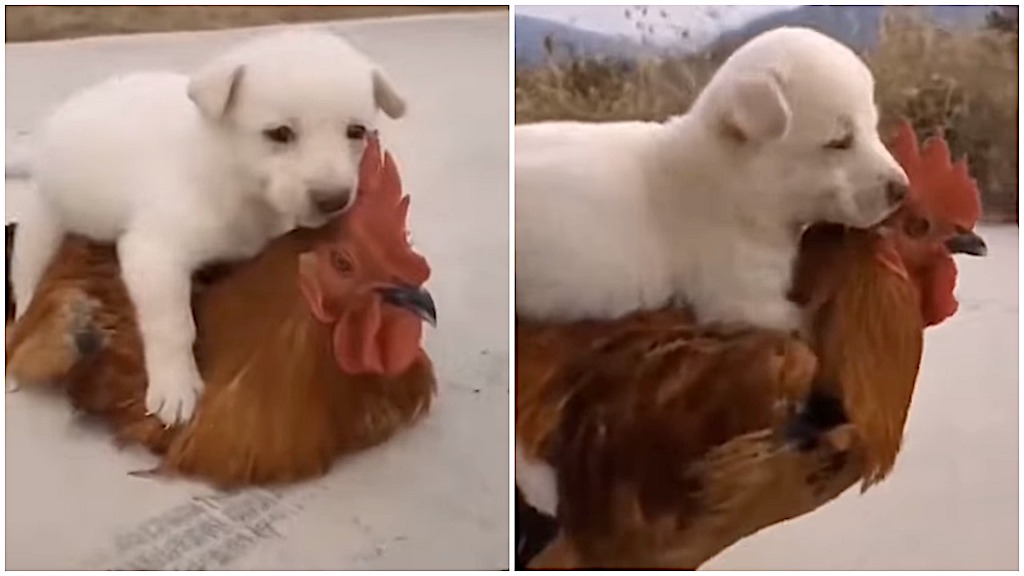 Puppy-on-Top-of-Rooster.jpeg