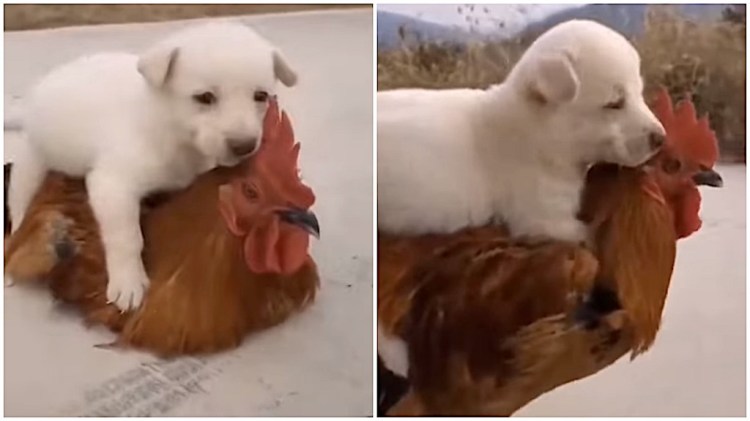 Puppy-on-Top-of-Rooster.jpeg?w=750