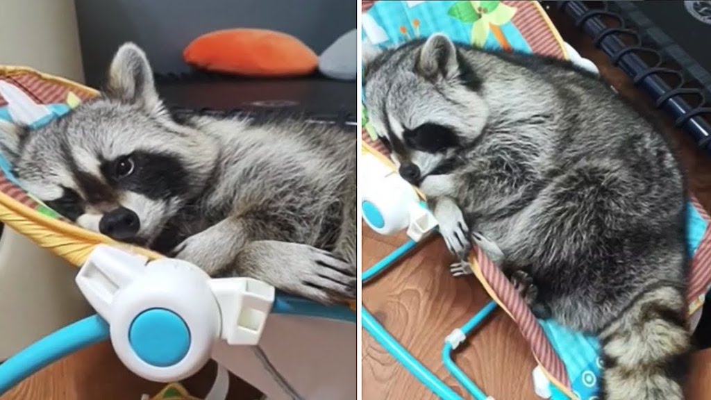 Raccoon Falls Asleep In Baby Bouncer