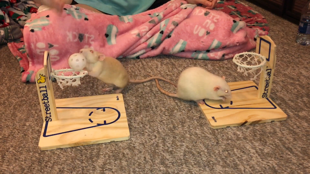 Trained Rats Play a Competitive Game of Basketball