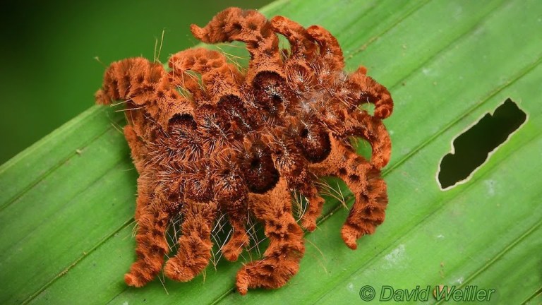 Tarantula Spider Mimicking Caterpillar