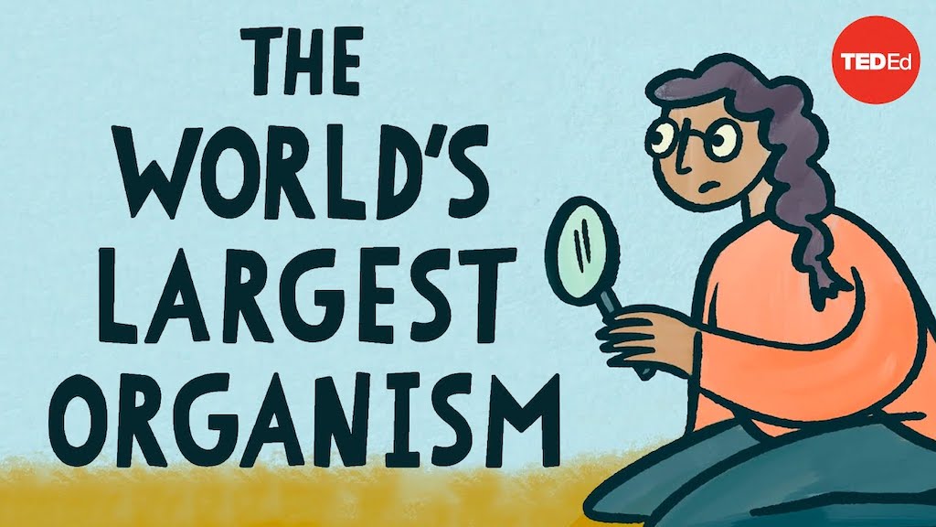 The World's Largest Organism
