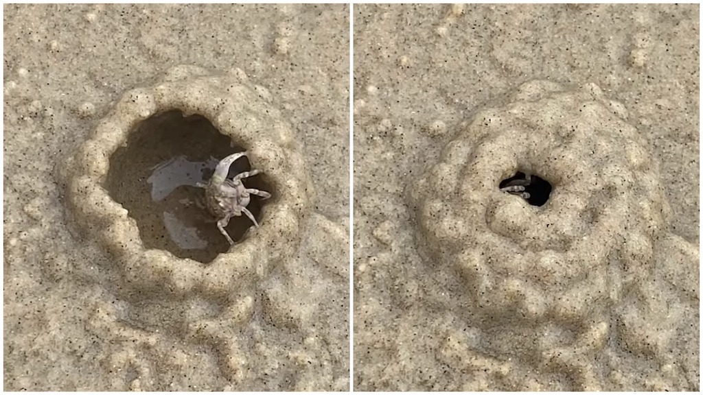 Tiny Crab Sand Igloo