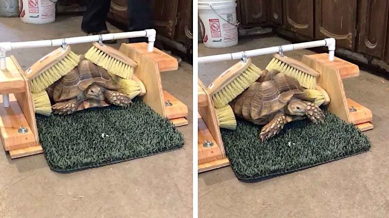 Tortoise Scratching Station