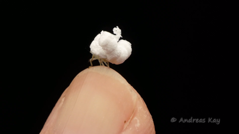 Walking Popcorn Flatid Planthopper Nymph