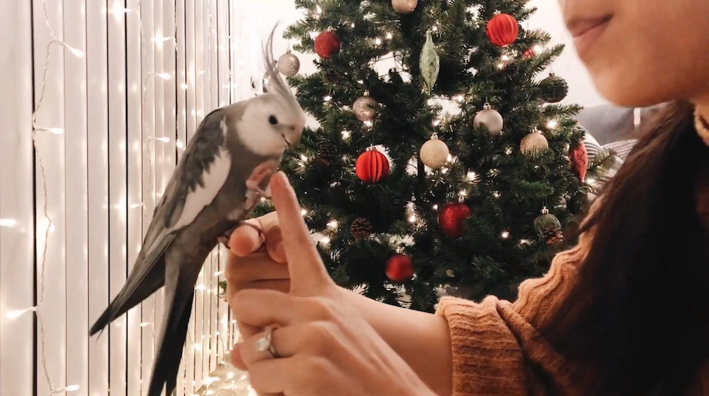 Wilbur-the-Cockatiel-Showcasing-His-Tric