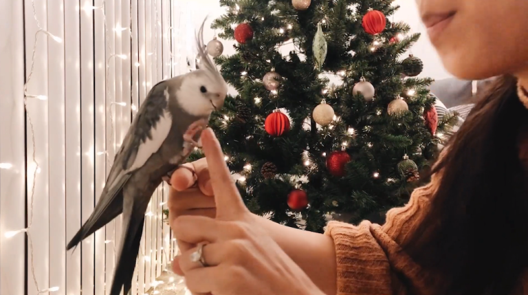 Wilbur the Cockatiel Showcasing His Tricks