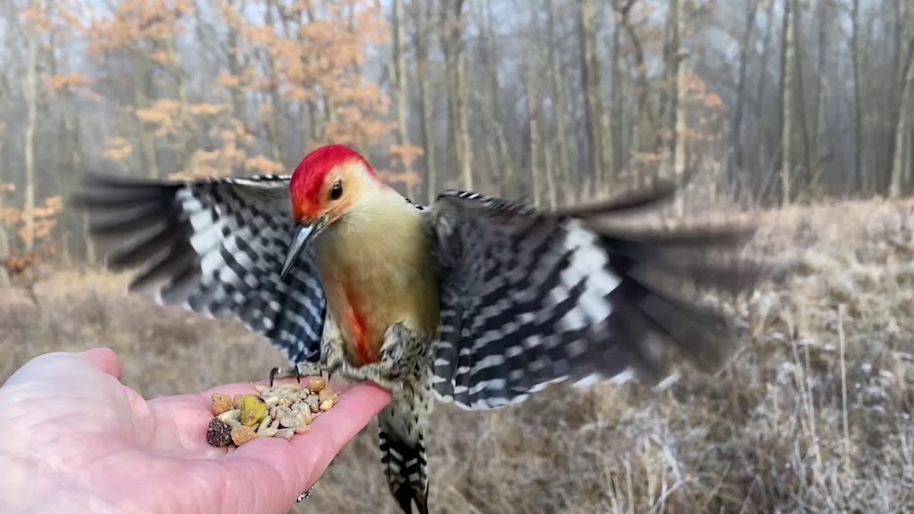 Woodpecker-Hand-Feeding-Slo-Mo.jpg