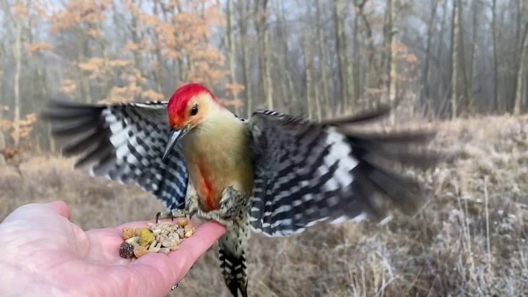 Woodpecker Hand Feeding Slo Mo