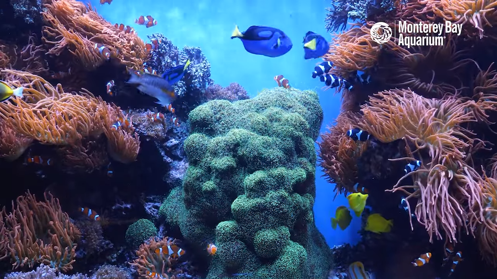12 Hours Of Tropical Coral Reef Fishes At Monterey Bay Aquarium