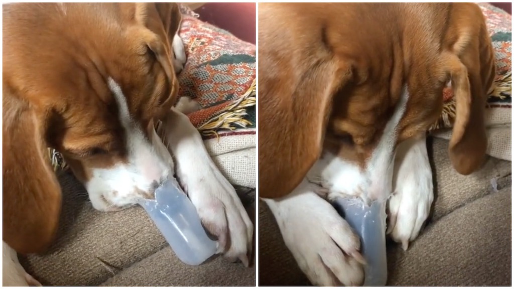 Beagle Plays Nose Flute