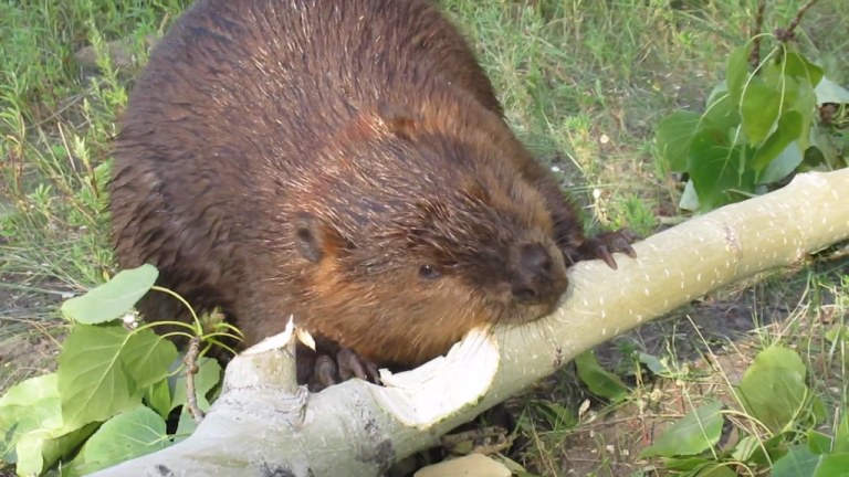 Beaver Chews through Thick Poplar Limb in 45 Seconds