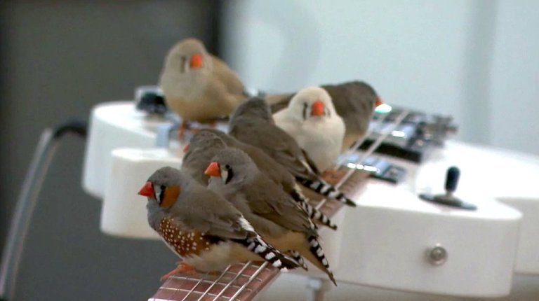 Birds Play Electric Guitar