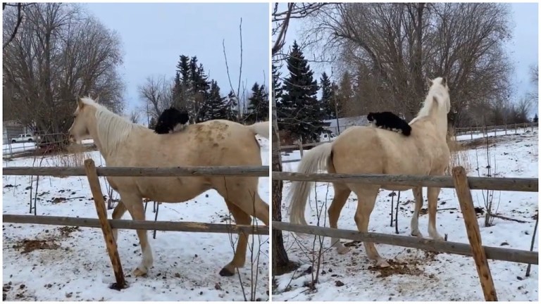 Black Cat Rides Horse