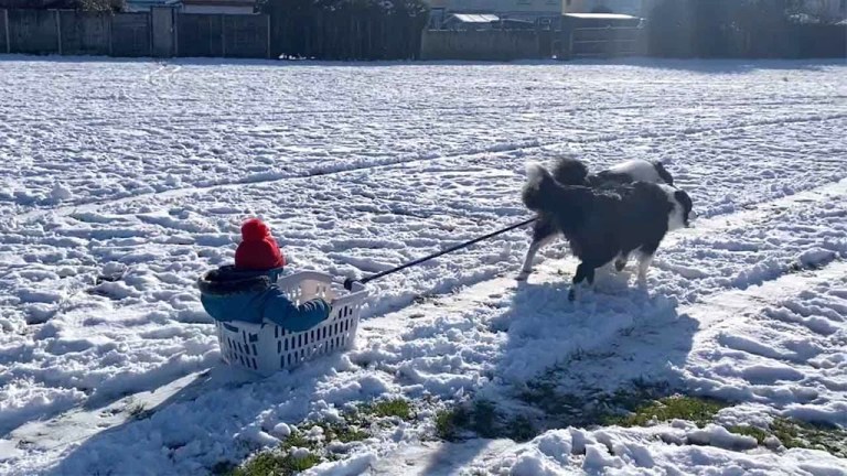 Boy Sleds With Dogs