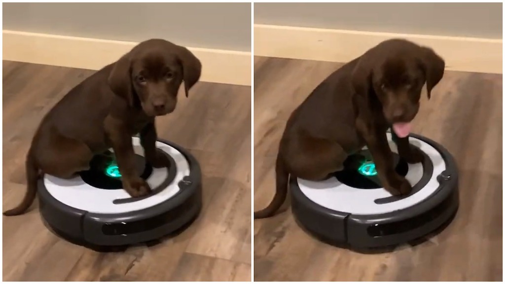 Deke the Puppy Rides a Roomba