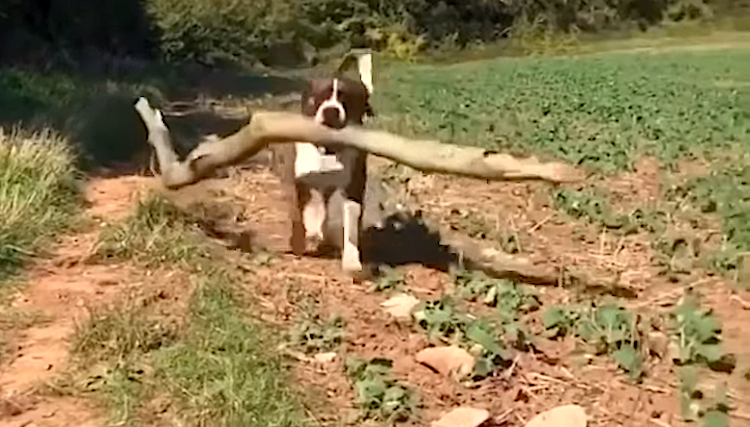 Dog-Brings-Home-Big-Sticks.png