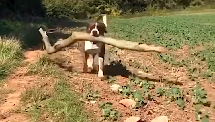 Dog Brings Home Big Sticks