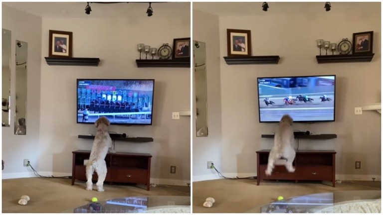 Dog Jumps Up and Down at Horse Race