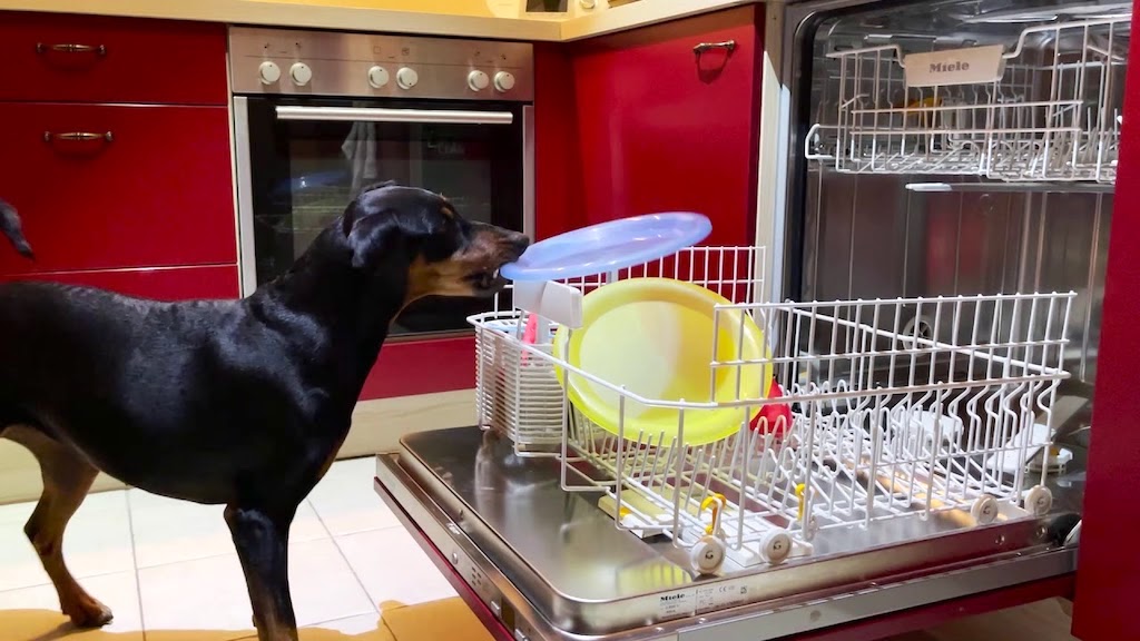 Helpful Dog Loads the Dishwasher With Dirty Dishes