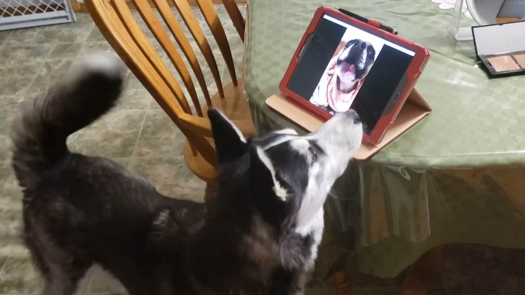 Doggy-Best-Friends-Share-a-Video-Call-.p