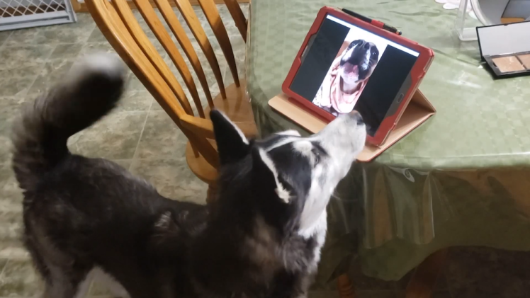 Doggy Best Friends Share a Video Call