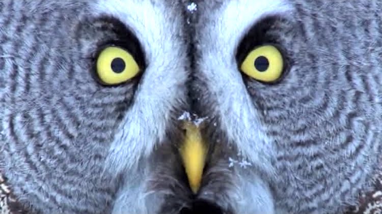 Owl-Face.jpg