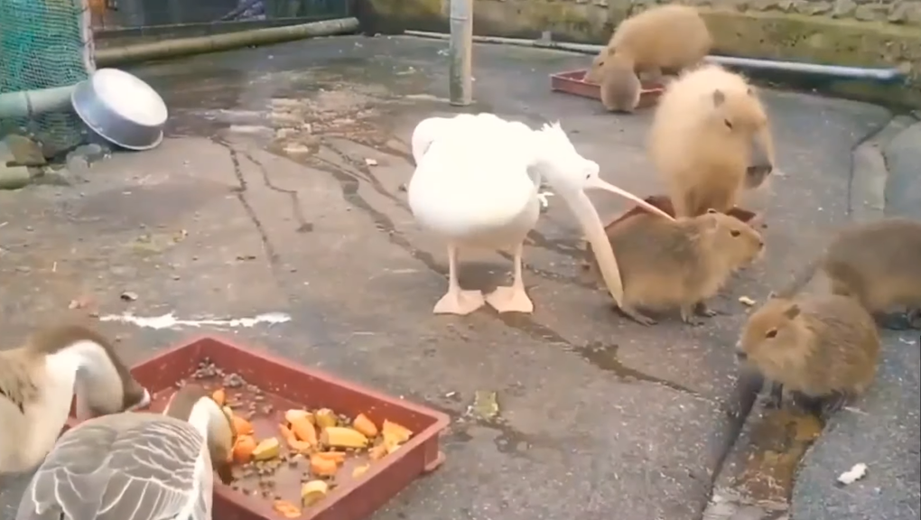 Pelican trying to eat capybara