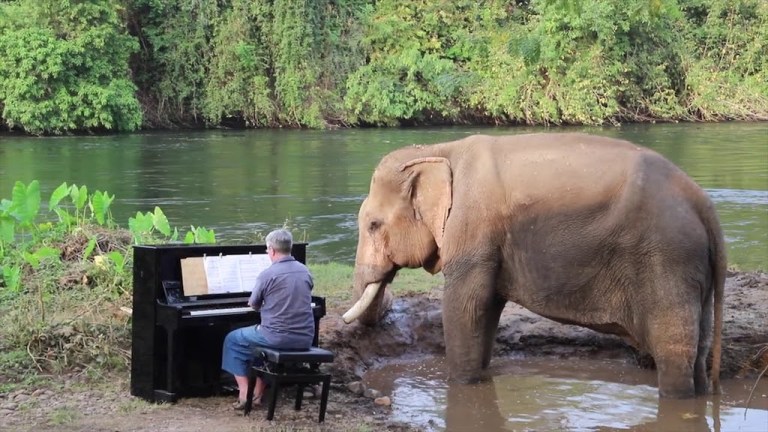 Piano for Mongkol the Elephant