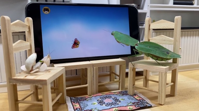 Praying Mantis Watching TV