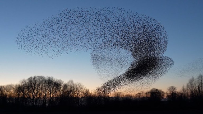 Starling Murmuration