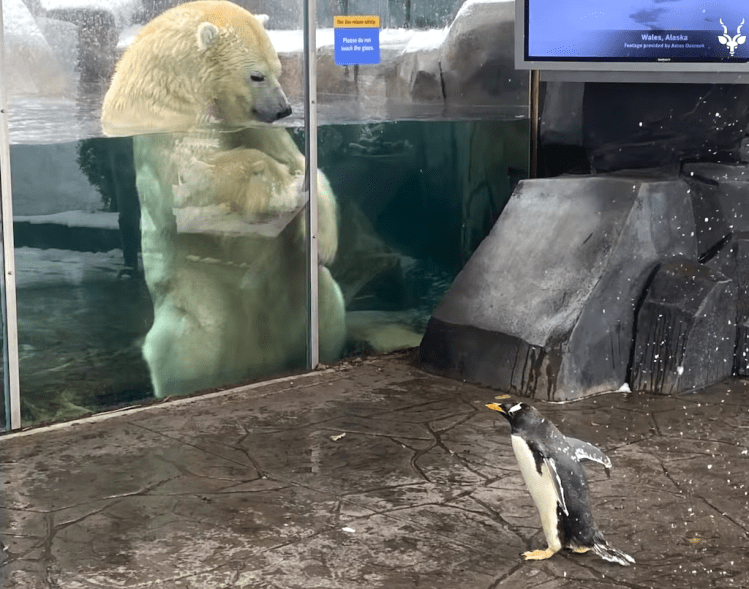 A snowy field trip for the penguins at the Saint Louis Zoo