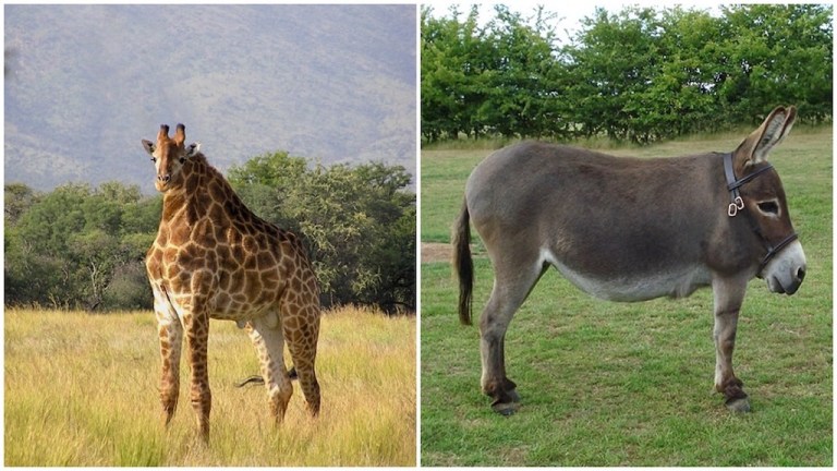 Animals Without Necks