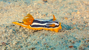 Beautiful Quadricolored Sea Slug