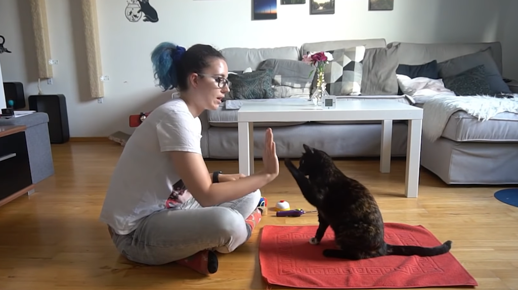 Cat Breaks Record For Most Tricks in One Minute