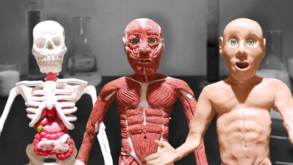 A Scientist Builds the Body of a Human From the Bones Up in an Amusing Stop  Motion Clay Animation