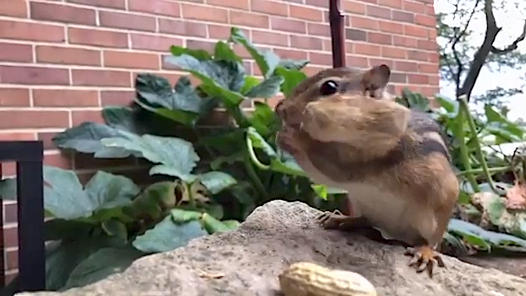 Clever-Chipmunk-3-Peanuts-in-Mouth.png