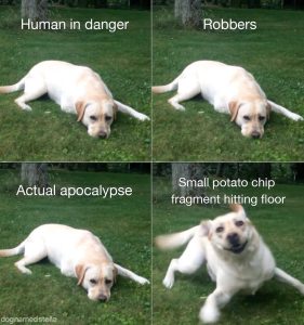 Dog Reactions