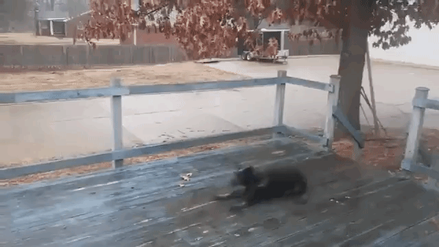 Dog Slides Across Slippery Porch
