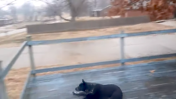 Dog-Slides-Across-Slippery-Wooden-Porch.